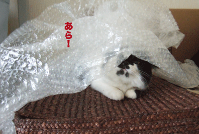 c0012571_11443760.gif