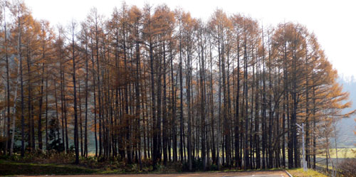 a0046429_20482666.jpg