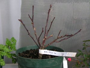 b0031925_22335314.jpg