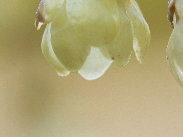 e0083238_174178.jpg