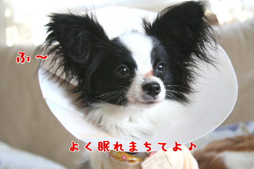 d0013149_0164720.jpg