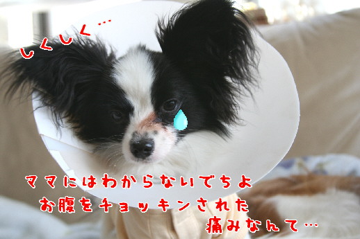d0013149_021111.jpg