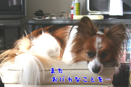 d0013149_040563.jpg