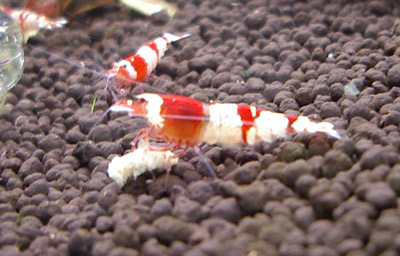 d0096356_21343574.jpg