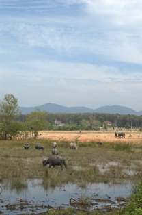 f0001305_084247.jpg