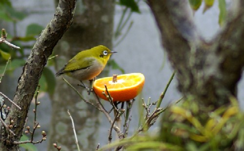 c0042418_9471539.jpg