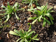 f0054421_20534238.jpg