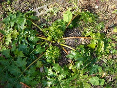 f0054421_20541256.jpg