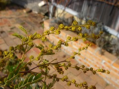 f0054421_20542325.jpg