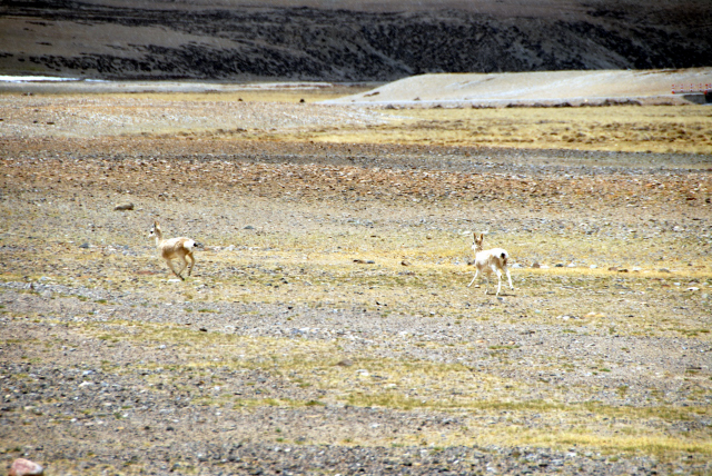 d0091834_1611447.jpg