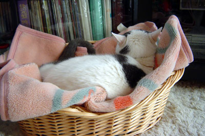 e0026704_138523.jpg