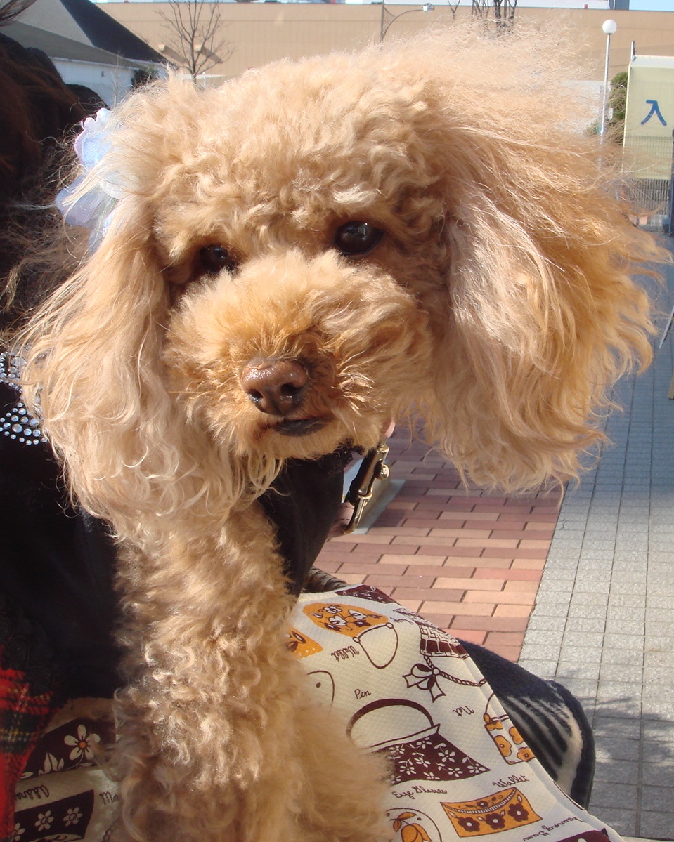 c0041207_11592662.jpg
