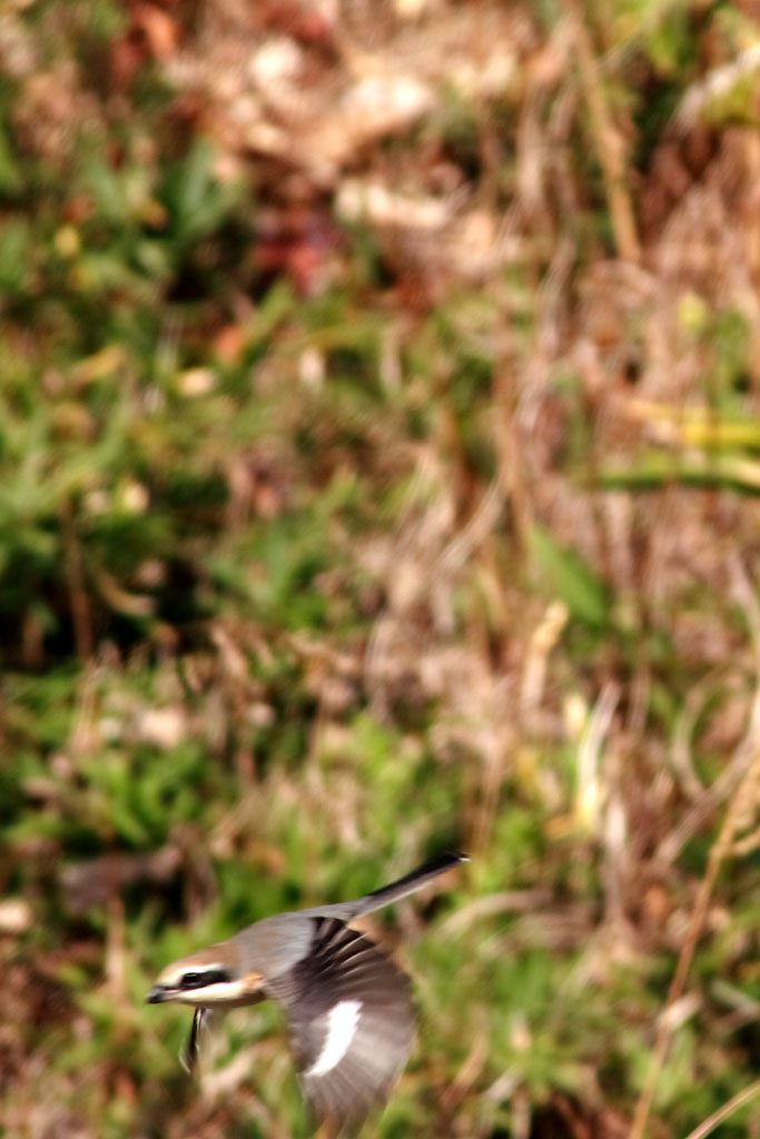 d0085715_023055.jpg