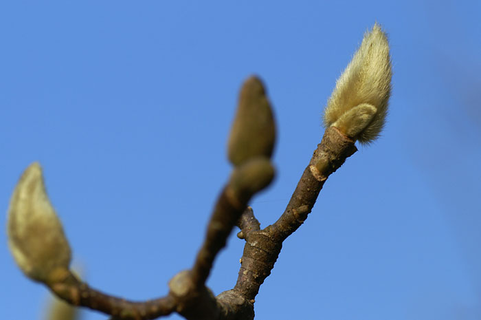 d0089024_21402112.jpg