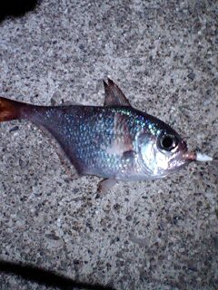 f0009238_99190.jpg