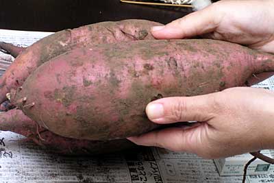 e0097770_2329847.jpg