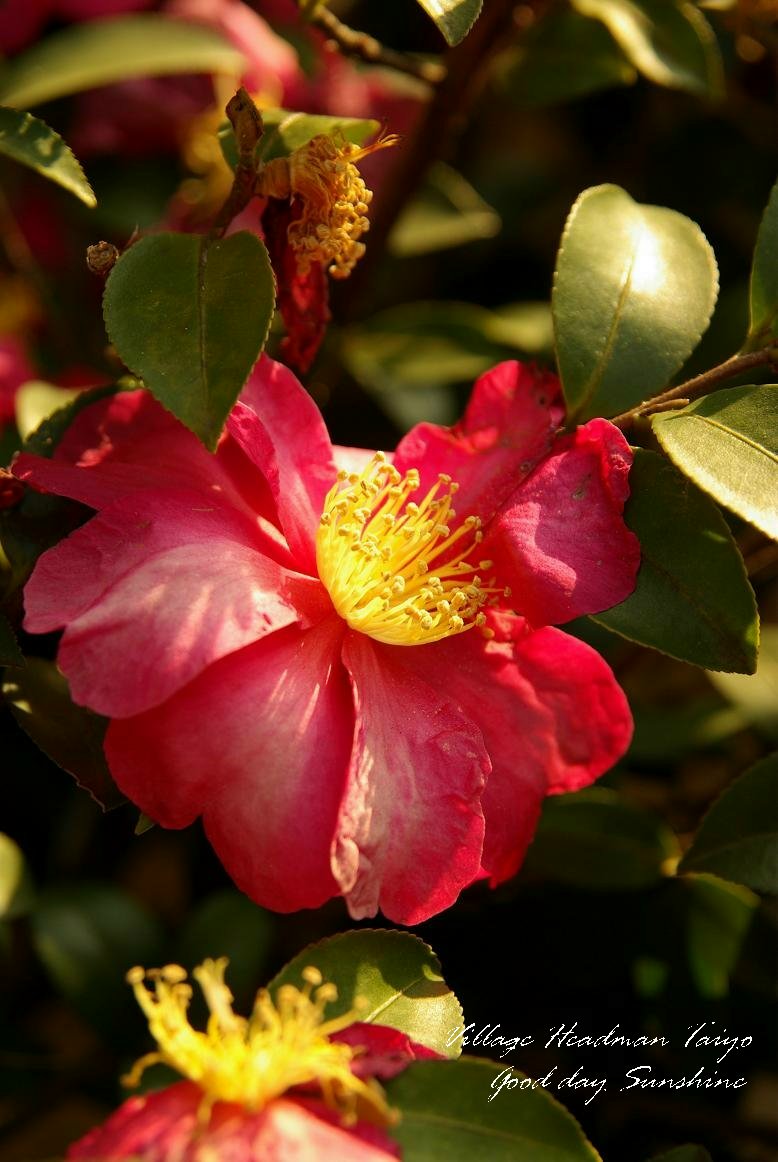 e0108390_2051051.jpg