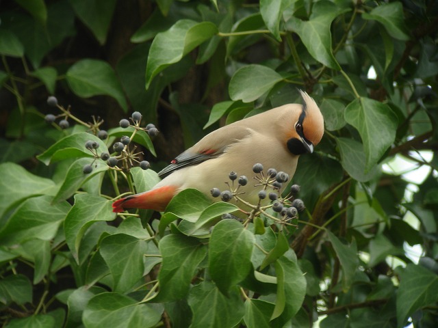 c0079001_145224.jpg