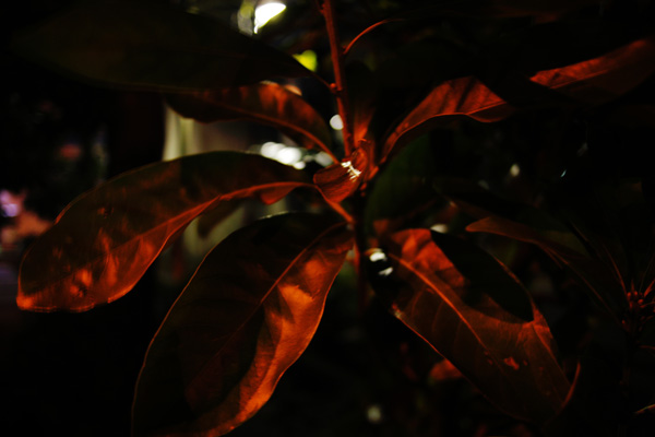 a0008508_117536.jpg