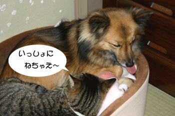 a0041108_21214888.gif