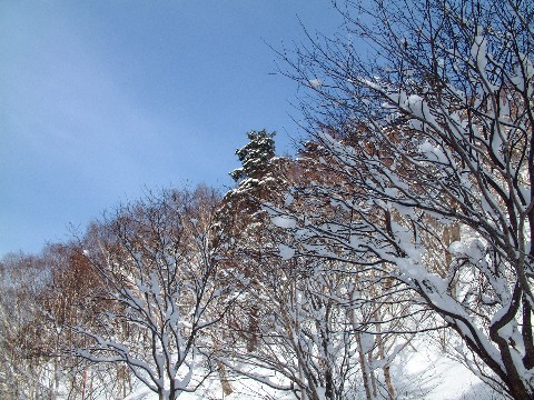 d0085096_134343.jpg