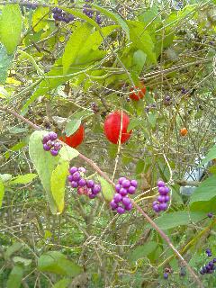 b0036340_17262611.jpg