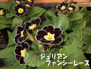 c0023545_2184332.jpg