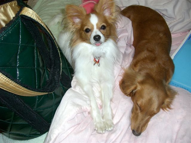 c0087001_22455484.jpg