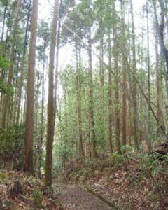 f0040310_1123327.jpg