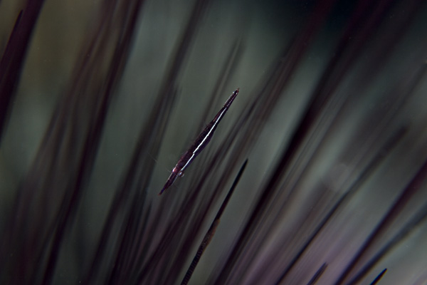 c0024719_17101727.jpg