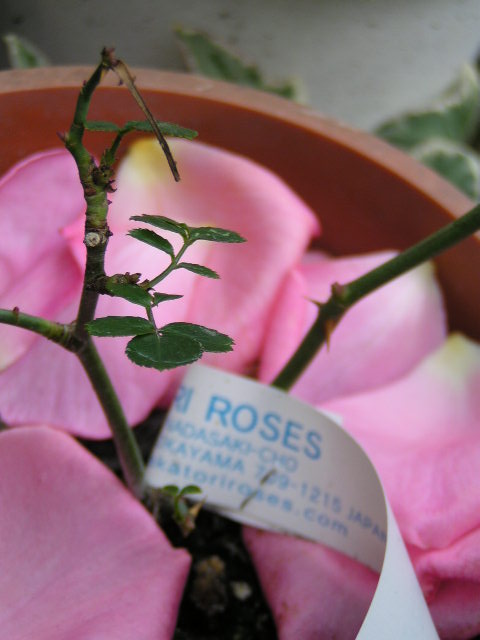 f0074659_2395147.jpg