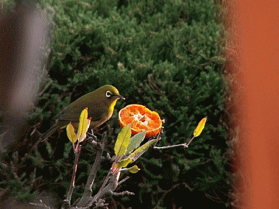 f0104569_2312745.gif