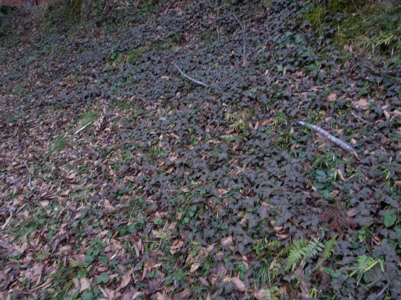 a0076683_8113876.jpg