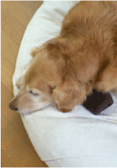 b0068551_13572818.gif