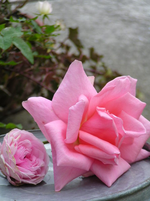 f0074659_23211252.jpg