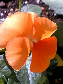 a0064865_0561619.jpg