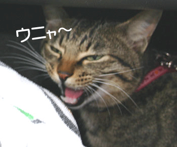 a0041108_15383672.gif