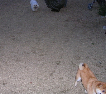 f0004309_21323059.jpg