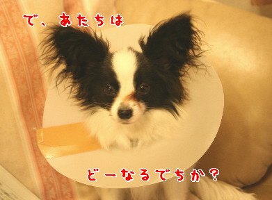 d0013149_048403.jpg