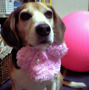 b0005652_22211817.gif