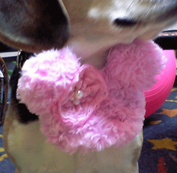 b0005652_22213626.gif