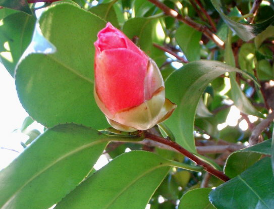 d0091754_0421454.jpg