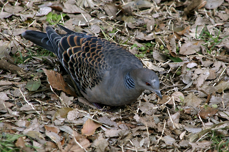 d0100156_19565452.jpg