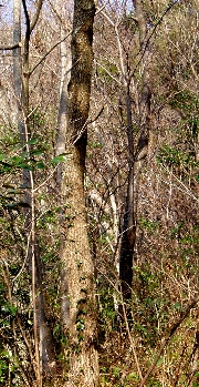 f0003283_11515556.jpg