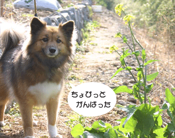 a0041108_23131637.gif
