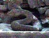 d0031853_110168.jpg
