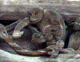 d0031853_111750.jpg