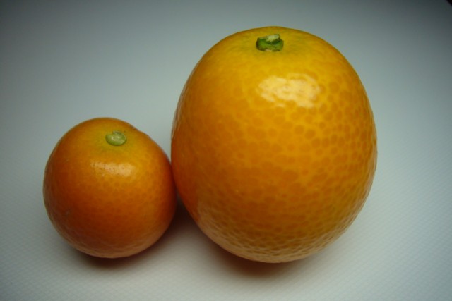 a0052156_2142535.jpg