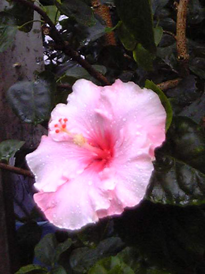 b0101263_136977.jpg