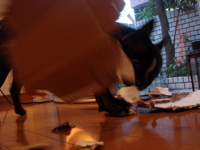 e0112098_058128.gif